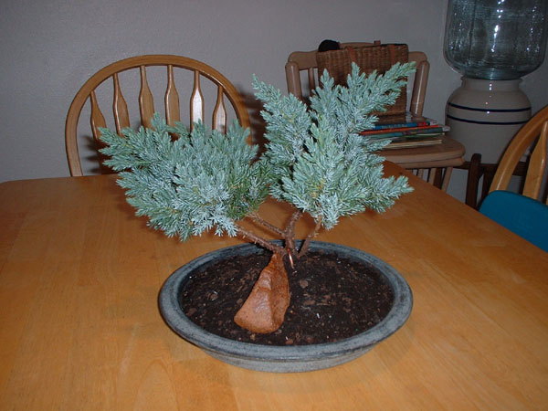 Greg makes a bonsai.jpg 81.3K